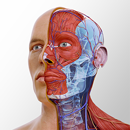 com.a3d4medical.completeanatomy