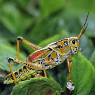 com.soundjabber.crickets.cricketssounds.insectssounds