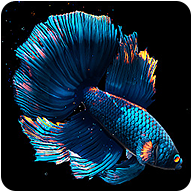 com.maxelus.livewallpaper.betta